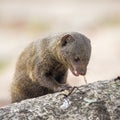 Common dwarf mongoose in Kruger National park Royalty Free Stock Photo