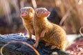 Common dwarf mongoose pair Royalty Free Stock Photo