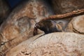 Common dwarf mongoose on a rock Royalty Free Stock Photo
