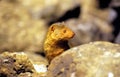 Common Dwarf Mongoose 10040