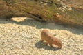 Common dwarf mongoose