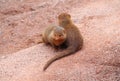 Common dwarf mongooses Royalty Free Stock Photo