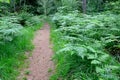 Common eagle fern Pteridium aquilinum L. Kuhn thickets along the forest path Royalty Free Stock Photo