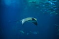 Common eagle ray Myliobatis aquila Royalty Free Stock Photo