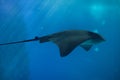 Common eagle ray Myliobatis aquila Royalty Free Stock Photo