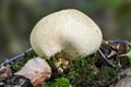 Common Earthball fungi Scleroderma citrinum Royalty Free Stock Photo
