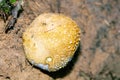 Common earthball fungus, Scleroderma citrinum Royalty Free Stock Photo
