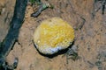 Common earthball fungus, Scleroderma citrinum Royalty Free Stock Photo