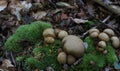 Common Earthball Royalty Free Stock Photo