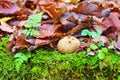 Common earthball or Scleroderma citrinum in forest Royalty Free Stock Photo