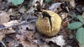 Common Earthball, Scleroderma citrinum, Fungus Royalty Free Stock Photo