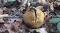 Common Earthball, Scleroderma citrinum, Fungus