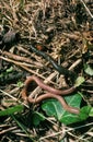 COMMON EARTHWORM lumbricus terrestris, FRANCE