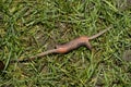 Common earthworm, Lumbricus terrestris