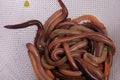 Common Earthworm Nightcrawler Lumbricus Terrestris, group of earthworm on white background