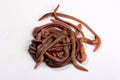 Common Earthworm Nightcrawler Lumbricus Terrestris, group of earthworm on white background