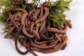 Common Earthworm Nightcrawler Lumbricus Terrestris, group of earthworm on white background