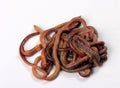 Common Earthworm Nightcrawler Lumbricus Terrestris, group of earthworm on white background