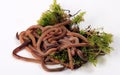 Common Earthworm Nightcrawler Lumbricus Terrestris, group of earthworm on white background