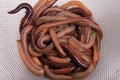 Common Earthworm Nightcrawler Lumbricus Terrestris, group of earthworm on white background