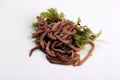 Common Earthworm Nightcrawler Lumbricus Terrestris, group of earthworm on white background