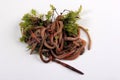 Common Earthworm Nightcrawler Lumbricus Terrestris, group of earthworm on white background