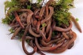 Common Earthworm Nightcrawler Lumbricus Terrestris, group of earthworm on white background