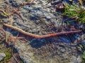 Common earthworm on a rocky ground, dirt and sparse grass
