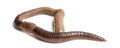 Common earthworm viewed from up high, Lumbricus terrestris Royalty Free Stock Photo