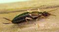 Common earwig Royalty Free Stock Photo