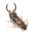 Common earwig or European earwig Royalty Free Stock Photo