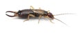 Common earwig or European earwig Royalty Free Stock Photo