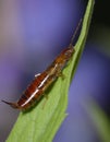 the common earwig or European earwig, Forficula auricularia, sitting on a green leaf