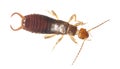 Common earwig (Forficula auricularia) Royalty Free Stock Photo