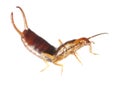 Common earwig (Forficula auricularia) Royalty Free Stock Photo