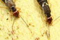 Common earwigs Royalty Free Stock Photo
