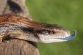 Common Eastern Blue-tongue Lizard Royalty Free Stock Photo