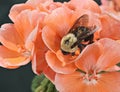 Common Eastern Bumble Bee (Bombus impatiens)