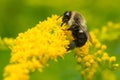 Common Eastern Bumble Bee - Bombus impatiens Royalty Free Stock Photo