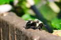 Common Eastern Bumble Bee (Bombus impatiens) Royalty Free Stock Photo