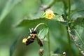 Common Eastern Bumble Bee