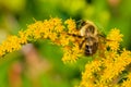 Common eastern bumble bee (bombus impatiens) Royalty Free Stock Photo