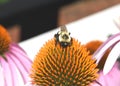 A Common Eastern Bumble Bee on a purple coneflower