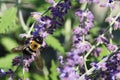 Common Eastern Bumble Bee, Bombus impatiens, in Russian Sage plant Royalty Free Stock Photo