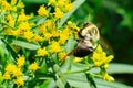 Common Eastern Bumble Bee (Bombus impatiens) Royalty Free Stock Photo