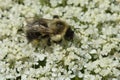 Common Eastern Bumble Bee - Bombus impatiens