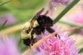 Common Eastern Bumble Bee exploring the possibilities in a chive blossom. Royalty Free Stock Photo