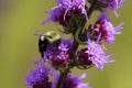 Common Eastern Bumble Bee 803564