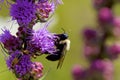 Common Eastern Bumble Bee 803574