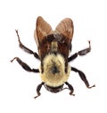 Common Eastern Bumblebee (Bombus impatiens)